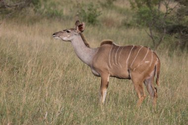 Grosser Kudu / Greater Kudu / Tragelaphus strepsiceros