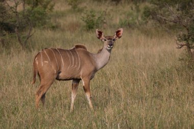 Grosser Kudu / Greater Kudu / Tragelaphus strepsiceros