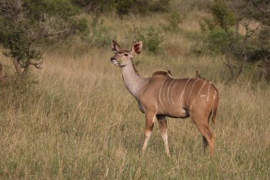 Grosser Kudu / Greater Kudu / Tragelaphus strepsiceros