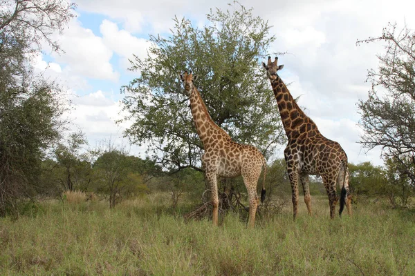 Giraffe Giraffe Giraffa Camelopardalis —  Fotos de Stock