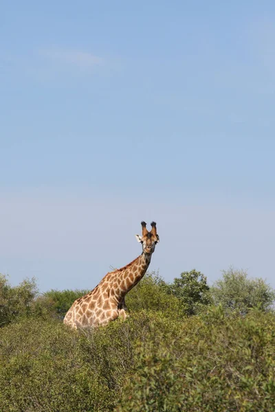 Giraffe Giraffe Giraffa Camelopardalis — Stockfoto