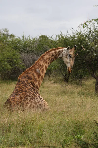 Giraffe Giraffe Giraffa Camelopardalis — Foto de Stock