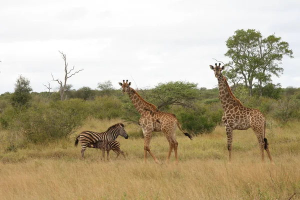 Giraffe Und Steppenzebra Giraffe Και Burchell Zebra Giraffa Camelopardalis Equus — Φωτογραφία Αρχείου