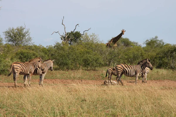 Girafa Und Steppenzebra Girafa Zebra Burchell Girafa Camelopardalis Equus Burchellii — Fotografia de Stock