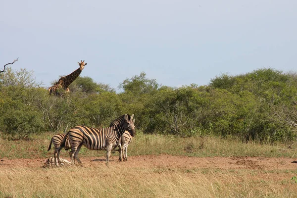 Girafa Und Steppenzebra Girafa Zebra Burchell Girafa Camelopardalis Equus Burchellii — Fotografia de Stock