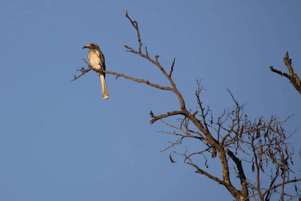 Grautoko Grey Hornbill Tockus Nasutus — Stock Photo, Image