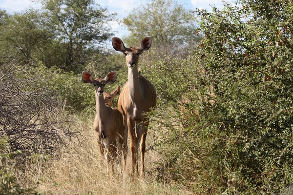 Grosser Kudu Grand Kudu Tragelaphus Strepsiceros — Photo