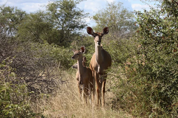 Grosser Kudu Greater Kudu Tragelaphus Strepsiceros — 스톡 사진