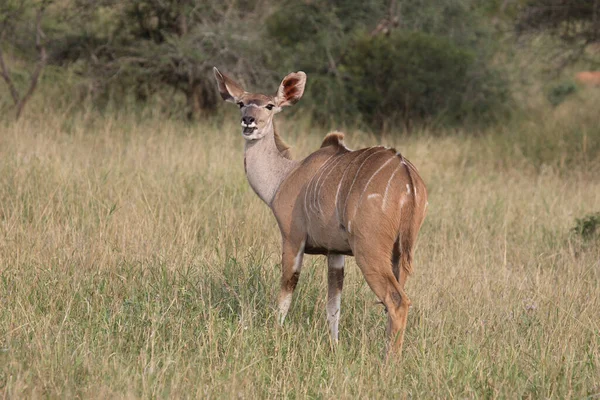 Grosser Kudu Greater Kudu Tragelaphus Strepsiceros — 图库照片