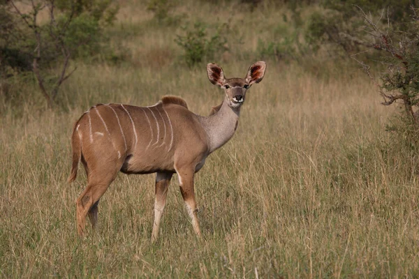 Grosser Kudu Greater Kudu Tragelaphus Strepsiceros — Foto Stock