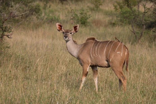 Grosser Kudu Greater Kudu Tragelaphus Strepsiceros — Fotografia de Stock