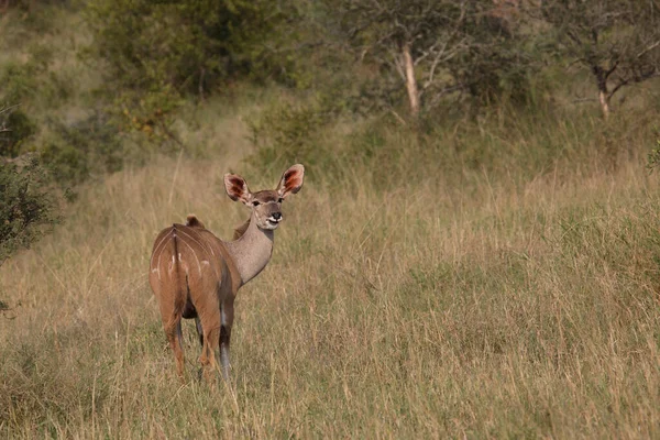 Grosser Kudu Greater Kudu Tragelaphus Strepsiceros — Foto Stock