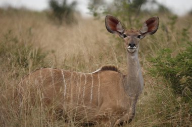 Grosser Kudu / Greater Kudu / Tragelaphus strepsiceros