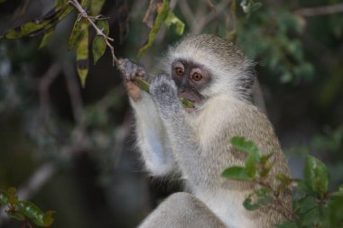 Gruene Meerkatze / Vervet Monkey / Cercopithecus aethiops