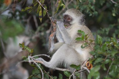 Gruene Meerkatze / Vervet Monkey / Cercopithecus aethiops