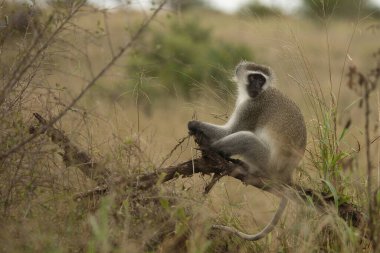 Gruene Meerkatze / Vervet Monkey / Cercopithecus aethiops