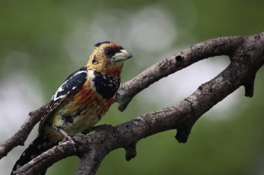 Haubenbartvogel / Crested barbet / Trachyphonus vaillantii