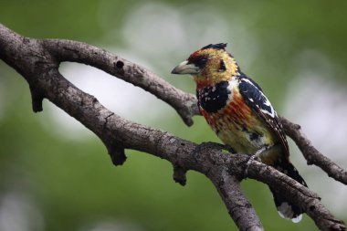 Haubenbartvogel / Crested barbet / Trachyphonus vaillantii