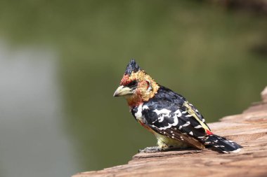 Haubenbartvogel / Crested barbet / Trachyphonus vaillantii