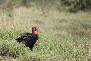 Kaffernhornrabe / Southern Ground Hornbill / Bucorvus leadbeateri