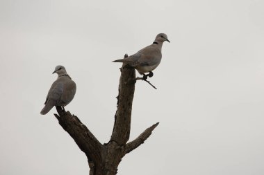 Kapturteltaube / Cape turtle dove / Streptopelia capicola