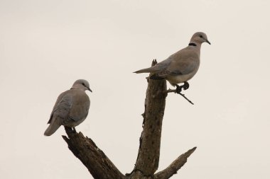 Kapturteltaube / Cape turtle dove / Streptopelia capicola