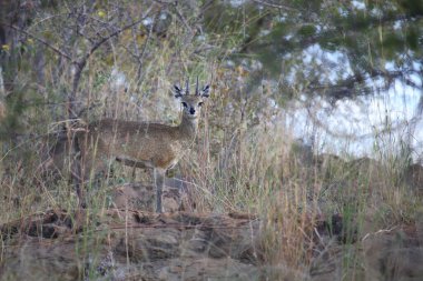 Klippspringer / Klipspringer / Oreotragus oreotragus