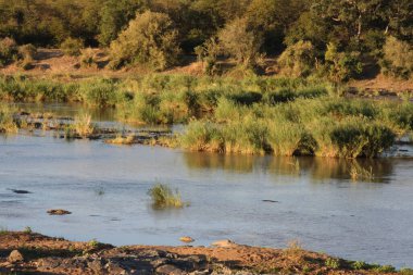 Letaba Nehri / Letaba Nehri / 