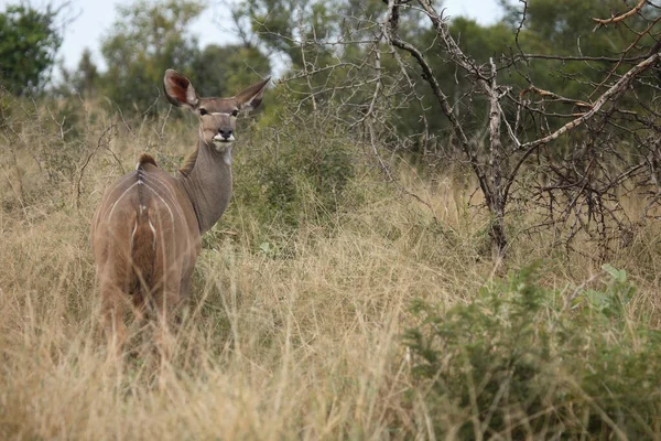 Grosser Kudu Nagy Kudu Tragelaphus Strepsiceros — Stock Fotó