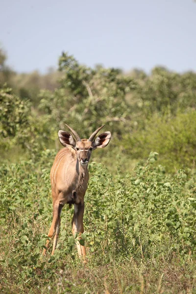 Grosser Kudu Groter Kudu Tragelaphus Strepsiceros — Stockfoto