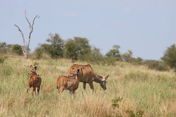 Grosser Kudu Greater Kudu Tragelaphus Strepsiceros — Foto de Stock