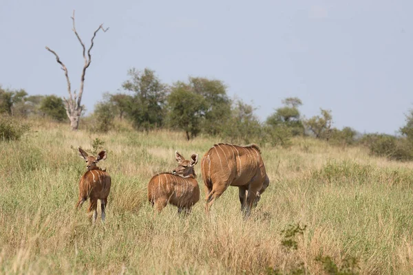 Grosser Kudu Μεγαλύτερη Kudu Tragelaphus Strepsiceros — Φωτογραφία Αρχείου