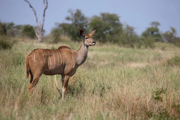 Grosser Kudu Greater Kudu Tragelaphus Strepsiceros —  Fotos de Stock