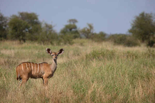 Grosser Kudu Groter Kudu Tragelaphus Strepsiceros — Stockfoto