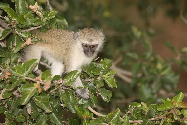 Gruene Meerkatze Singe Vervet Cercopithecus Aethiops — Photo