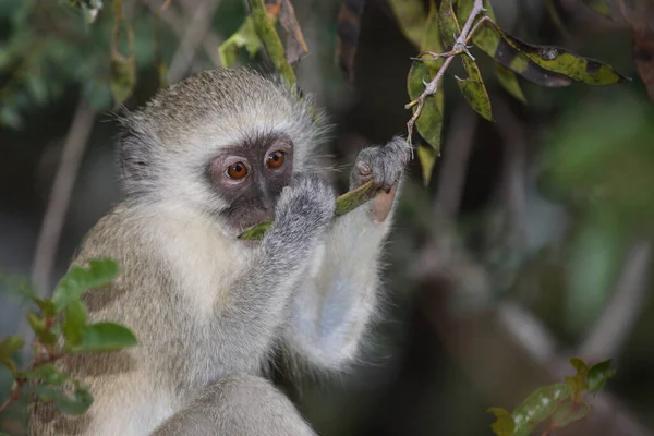 Gruene Meerkatze Vervet Monkey Cercopithecus Aethiops — Foto de Stock