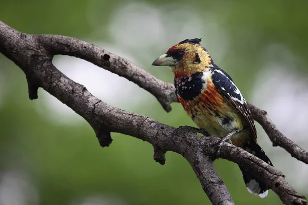 Haubenbartvogel Crested Barbet Trachyphonus Vaillantii — стоковое фото