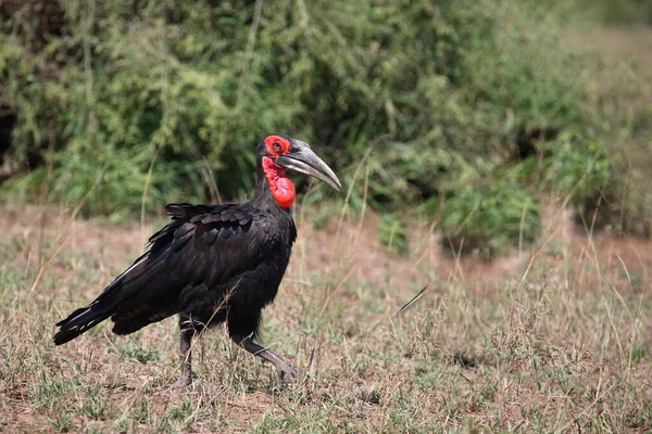 Kaffernhornrabe Southern Ground Hornbill Bucorvus Leadbeateri — Stock Photo, Image