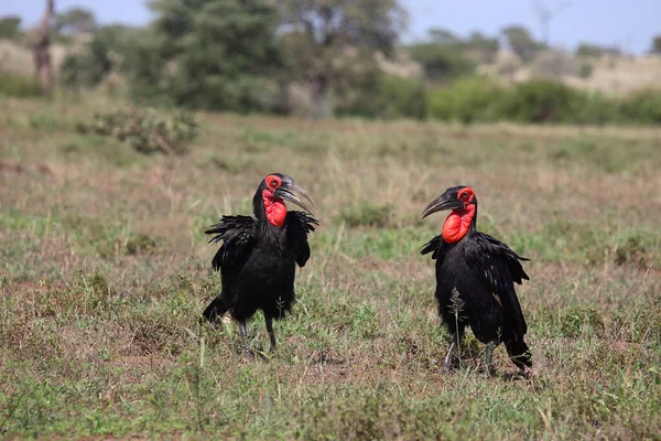 Kaffernhornrabe Southern Ground Hornbill Bucorvus Leadbeateri — стоковое фото