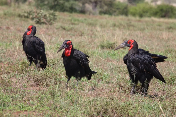 Kaffernhornrabe Southern Ground Hornbill Bucorvus Leadbeateri — Stockfoto