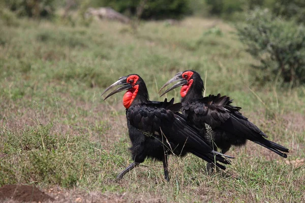 Kaffernhornrabe Southern Ground Hornbill Bucorvus Leadbeateri — стоковое фото