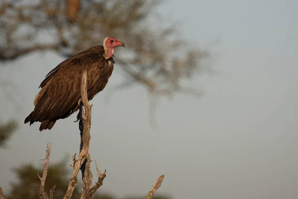 Kappengeier Hooded Vulture Necrosyrtes Manachus — стоковое фото