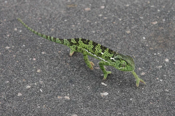 Lappenchamleon Camaleonte Girocollo Chamaeleo Dilepis — Foto Stock