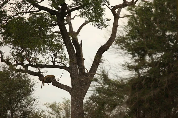 Leopard / Leopard / Panthera pardus