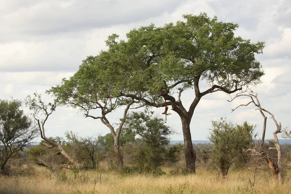 Leopardenbeute im Baum / Leopar ağaçta / Panthera pardus 'da öldürdü