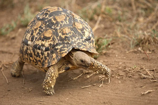 Leopardenschildkroete ヒョウの亀 Geochelone Pardalis — ストック写真