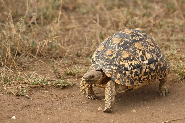 Leopardenschildkroete Leopard Tortoise Geochelone Pardalis — Stock Photo, Image