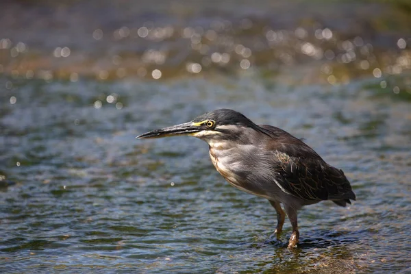 Mangrovenreiher Grünrückenreiher Butorides Striatus — Stockfoto