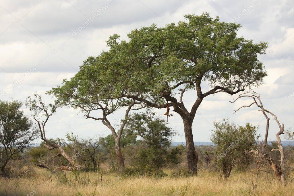 Leopardenbeute im Baum / Leopard kill in tree / Panthera pardus