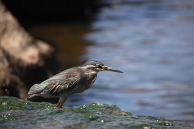 Mangrovenreiher / Greenback Heron / Butorides striatus